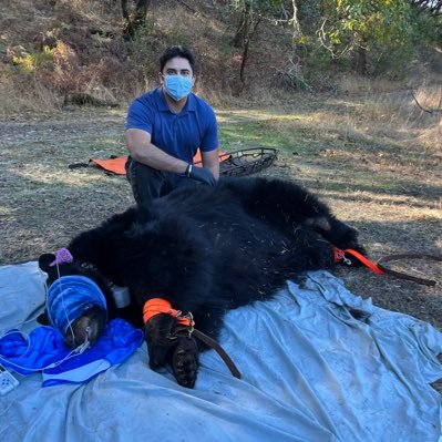 Ursus americanus