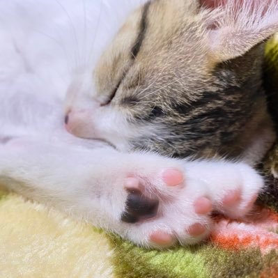 maigoさんのプロフィール画像