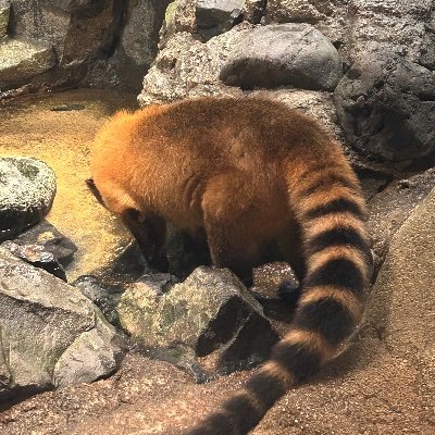 Lvlc0wUlydn45lp's profile picture. ゆっくりいじめる行為やおもちゃ好きです