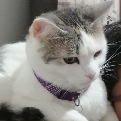 FdordzR's profile picture. Admirador de la inteligencia.