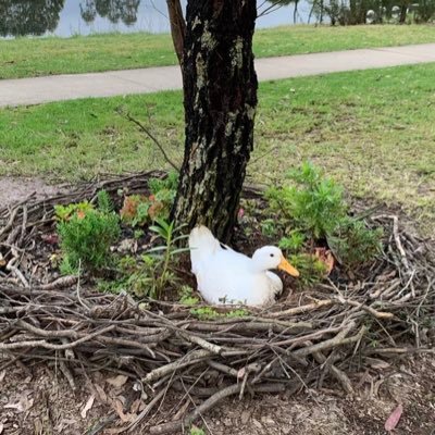 inkydeedi's profile picture. 