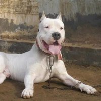 Gabbruddin (@gabbruddin49808) 's Twitter Profile