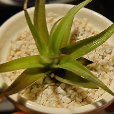 torokun_ada's profile picture. 