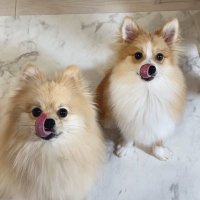 はるむぎもち♡ (@hal_mugimochi) 's Twitter Profile