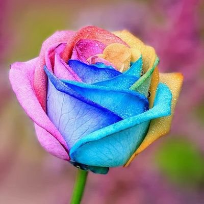 miccocarp's profile picture. 