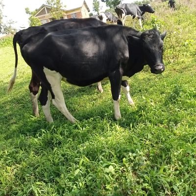 BAKAM AGRIBUSINESS LTD