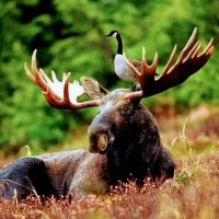 The Moose is loose (@mooseisloose13) 's Twitter Profile