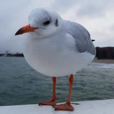 Cans_Reg's profile picture. Podcast- und Cappuccino-Junkie #wissenschaft #fcknzs