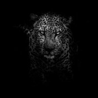 jaguarr (@jaguarr7777777) 's Twitter Profile