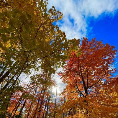 AncientWanderer's profile picture. Rural and wanting to stay that way. Dirt Road Democrat!
#906,  #VoteforDemocracy ✨💙✨  #VotingForHarris #AnswerTheCall #DontVoteForWeird