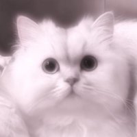 怠惰ねこ (@t_tnoq) 's Twitter Profile
