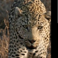 ElleFireIsBack (@afpromotion2023) 's Twitter Profile