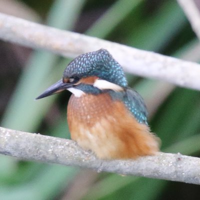 English Primitive/Moonshake/Wolfhounds/Swell Maps C21 composer/nature writer. Other account now inactive.
https://t.co/Bof0vv9ZVs