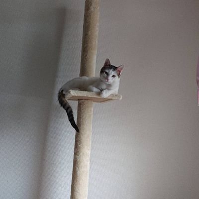 409982's profile picture. 大体愚痴を言うアカウント