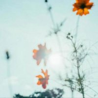 ましろ (@untitled_02__) 's Twitter Profile