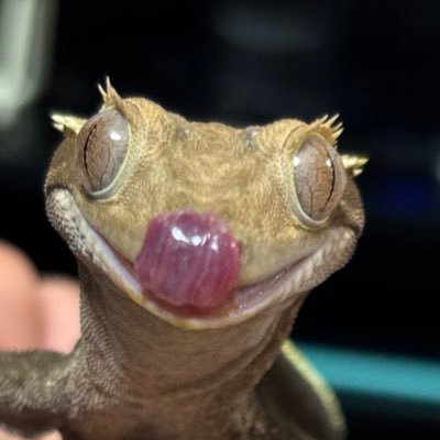 毛玉オブ毛玉さんのプロフィール画像