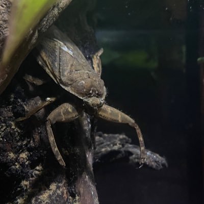 KqWN0Ps9mFvoLPm's profile picture. 趣味で生き物採集・飼育をしてます。誤同定などご指摘いただけたら幸いです。よろしくお願いします。