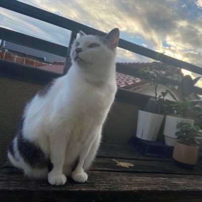 Rabbit_in_Alice's profile picture. きくうし歴5年目のグラブルエンジョイ勢🐿ベアとクラリス推し🐿最近、ガデテルも始めました🙀同じゲームの情報収集で無言でRT＆ふぁぼしたりします(*･×･)*_ _)ﾍﾟｺﾘ ※ヘッダー画像は、海零さん@Mirei_BDFFからお借りしております🐿