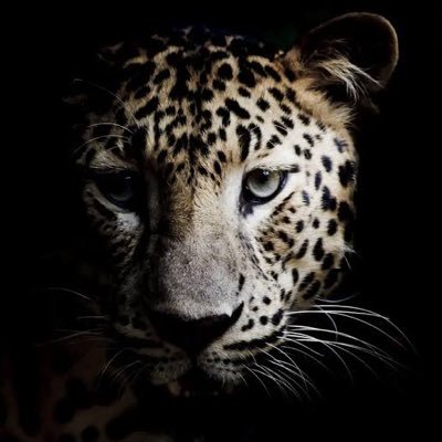 Follow to see the dark side of nature. DM for credit-removal.