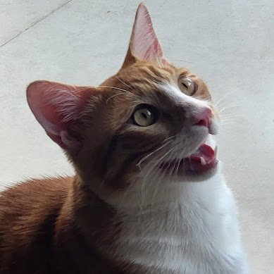 _xor128's profile picture. 