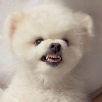 베어²¹²⁽ˢˡᵒʷ⁾ (@cozyxbear) 's Twitter Profile Photo 베어²¹²⁽ˢˡᵒʷ⁾ (@cozyxbear) 's Twitter Profile Photo