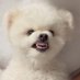베어²¹²⁽ˢˡᵒʷ⁾ (@cozyxbear) Twitter profile photo 베어²¹²⁽ˢˡᵒʷ⁾ (@cozyxbear) Twitter profile photo