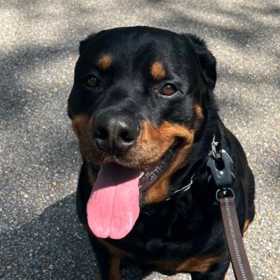 all glory to God, dog mom, walker/hiker, Trump supporter, infowars defender, Alex Jones supporter, Mardi Gras, 420 friendly, wife, patriot