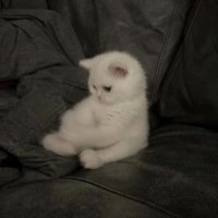 coco (@c0c0_trhk) 's Twitter Profile