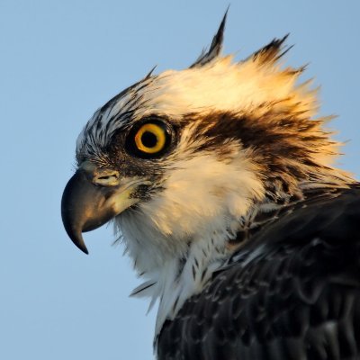 Animal lover, rocker chick, fitness freak, bird nerd
Paradox of Tolerance 24/7/365
Iris the Osprey superfan 👑
#AdoptDontShop #SaveTheBees