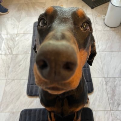 Holti_Tom68's profile picture. Wer Freiheit aufgibt, um Sicherheit zu gewinnen, wird am Ende Beides verlieren…(Benjamin Franklin). When injustice becomes law,resistance becomes duty.