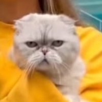 Swiftie Momala (@goodtrouble_ca) 's Twitter Profile