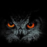 Muhalif Baykuş (@muhalif__baykus) Twitter profile photo