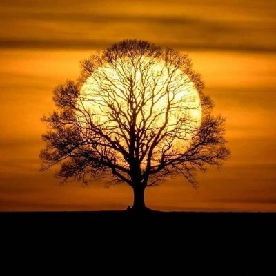 ChrisRi72808663's profile picture. Fuck your pronouns and flag emojis