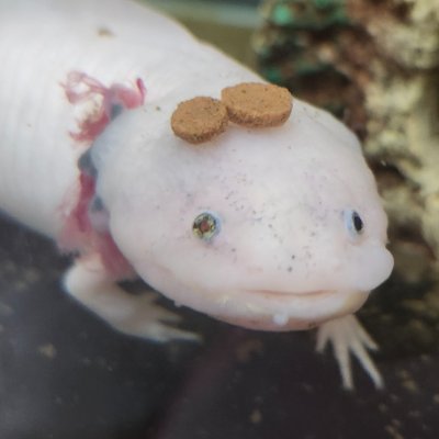 蒼葵 銀牙（あおき ぎんが）さんのプロフィール画像