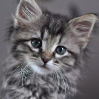 Zbychu (@zbyszgo) 's Twitter Profile