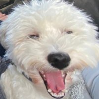 seth (@ploop8313priv) 's Twitter Profile