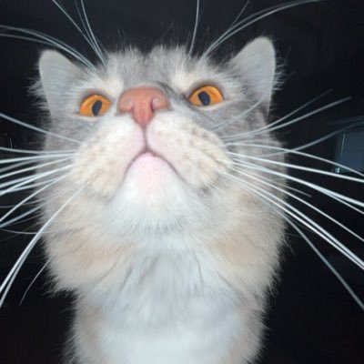 monkeyashman's profile picture. 