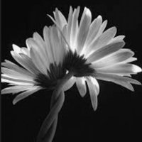 papatyam🇹🇷🌼 (@papatyam9191) 's Twitter Profile Photo papatyam🇹🇷🌼 (@papatyam9191) 's Twitter Profile Photo