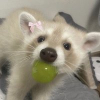🍬 (@deeriheadlights) 's Twitter Profile