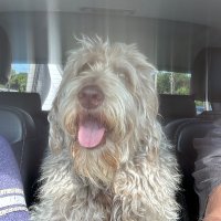 Dee Jay (@dogturd_1727) 's Twitter Profile