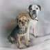 Ted Pett & dat Lexi (@teddypett) Twitter profile photo Ted Pett & dat Lexi (@teddypett) Twitter profile photo