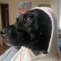mistaDB1 (@paulthepython25) 's Twitter Profile