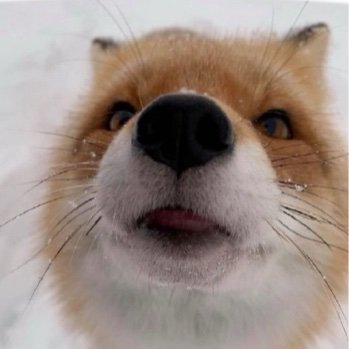 FSutie63134's profile picture. Repost things I like, that’s about it, diaperfur account, and please, 18+
You will never know whose alt account this is 🤫