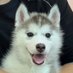 ハスキーのエルキャピタンとハーフドーム (@huskyelcapitan) Twitter profile photo ハスキーのエルキャピタンとハーフドーム (@huskyelcapitan) Twitter profile photo