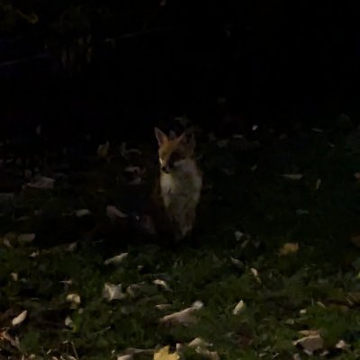 DannyAllegedly's profile picture. Fuck Elon.
Delete your account.
Torch this hellish site.