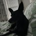Amy (@bellabeansmom) Twitter profile photo Amy (@bellabeansmom) Twitter profile photo