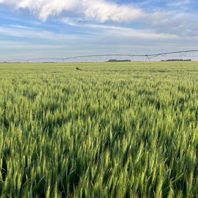 Zapata_Maximo_'s profile picture. 