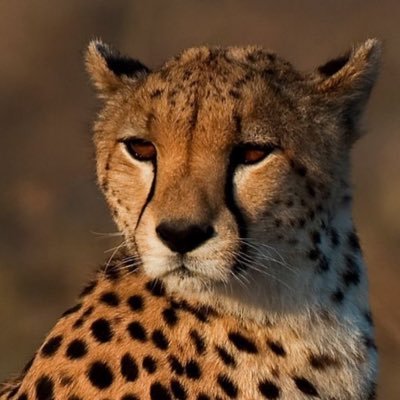 only3bdnh's profile picture. الله لا اله الا هو الحي القيوم