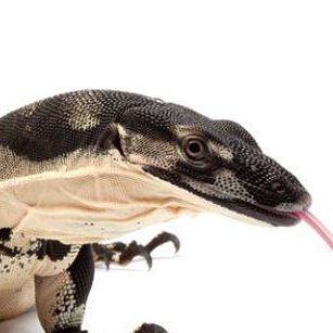 Hyperintelligent emotional support lizard and shitposter.
Hatched: 2243 | Terrifying Captain Christopher Pike since 2259.
Belongs to Aurelia.