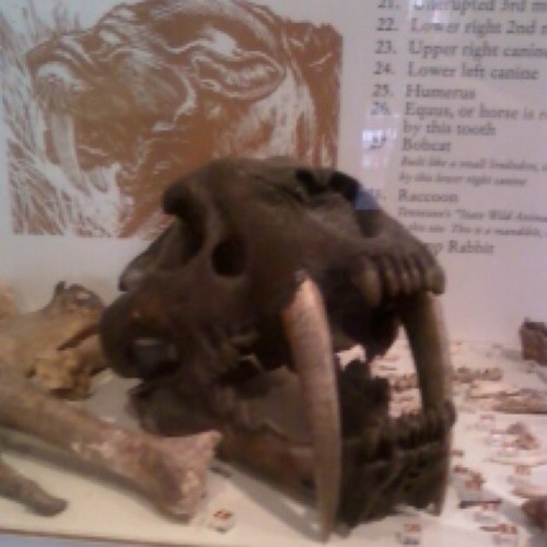 predaphile's profile picture. 